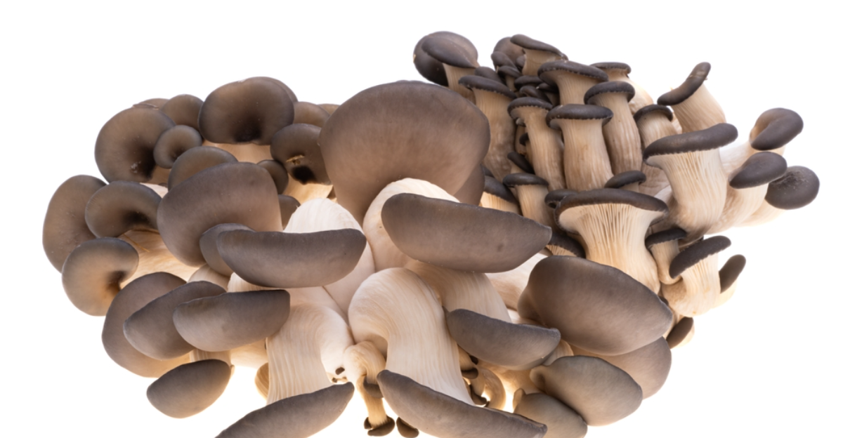 16 champignons faciles à cultiver que vous pouvez cultiver à la maison