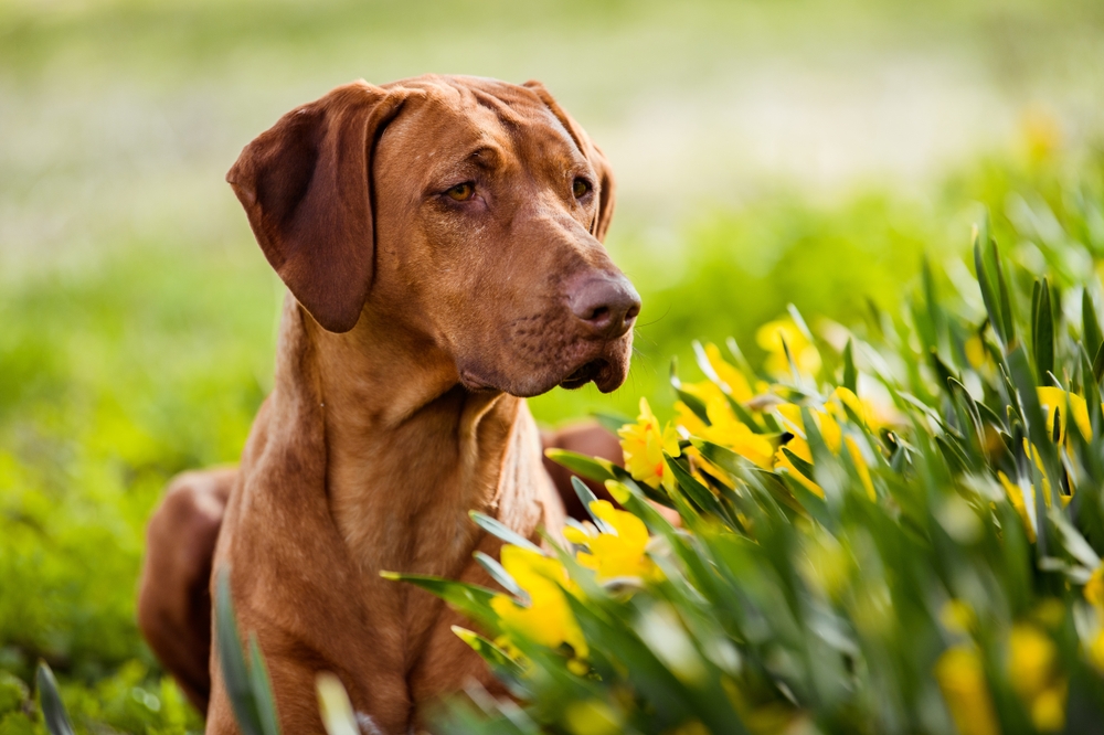 10 façons faciles de rendre votre jardin sûr et amusant pour les chiens