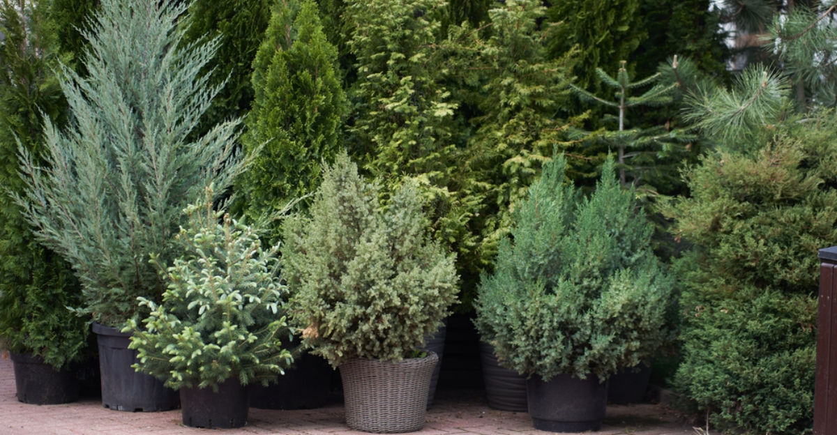 17 plantes en pot de haut qui servent comme écrans de confidentialité élégants