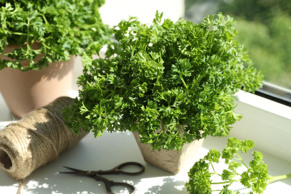 13 meilleures herbes de février à cultiver sur un rebord de fenêtre ensoleillé