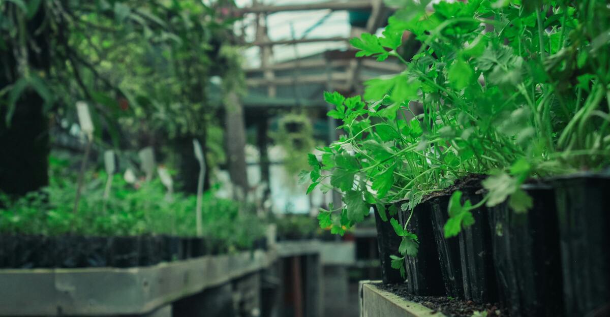 12 étapes simples pour cultiver le persil dans des pots comme un pro