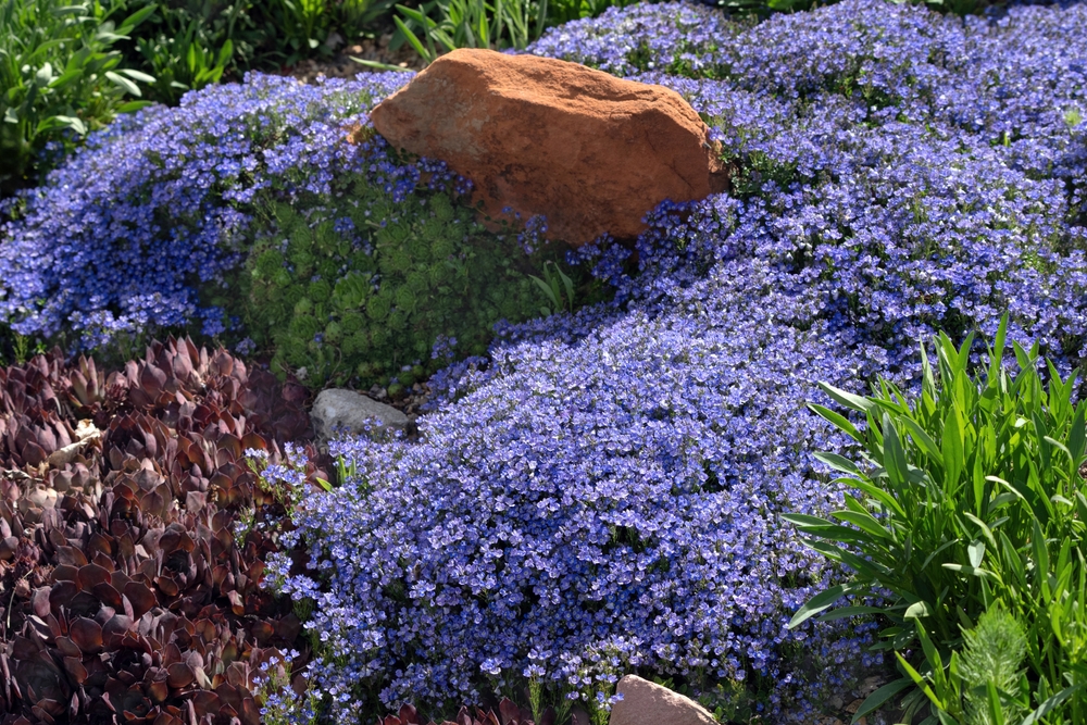 12 plantes à faible croissance qui se propagent dans de magnifiques tapis verts