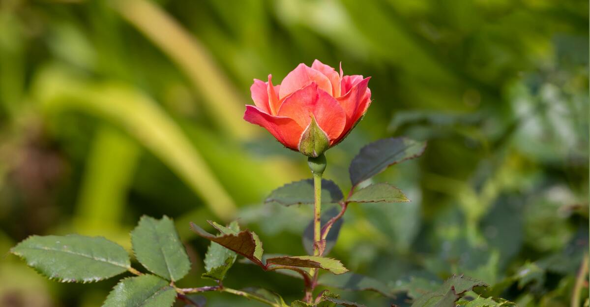 13 plantes de compagnie rose idéales pour un jardin plus étonnant