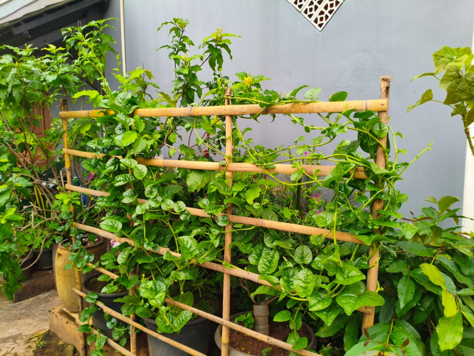 11 réparations simples de treillis et de clôtures qui empêchent les chutes printanières