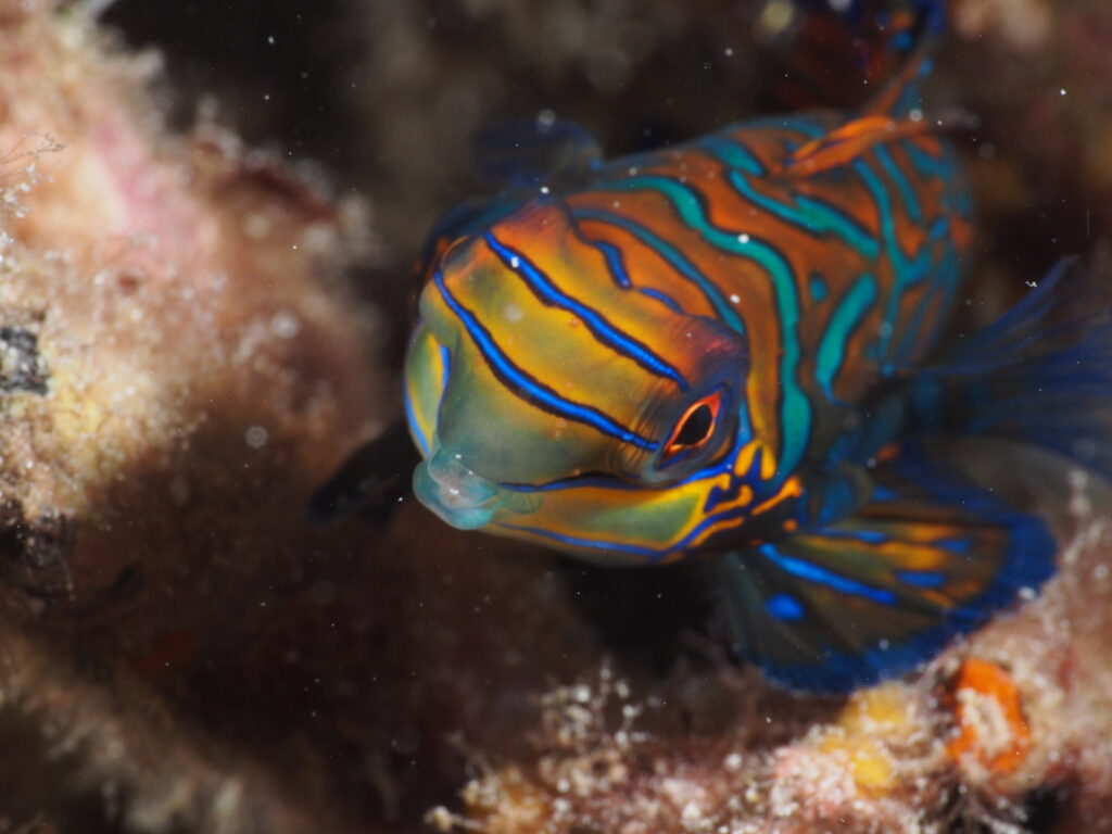 13 animaux rares et colorés qui regardent tout droit d'extraire d'une peinture