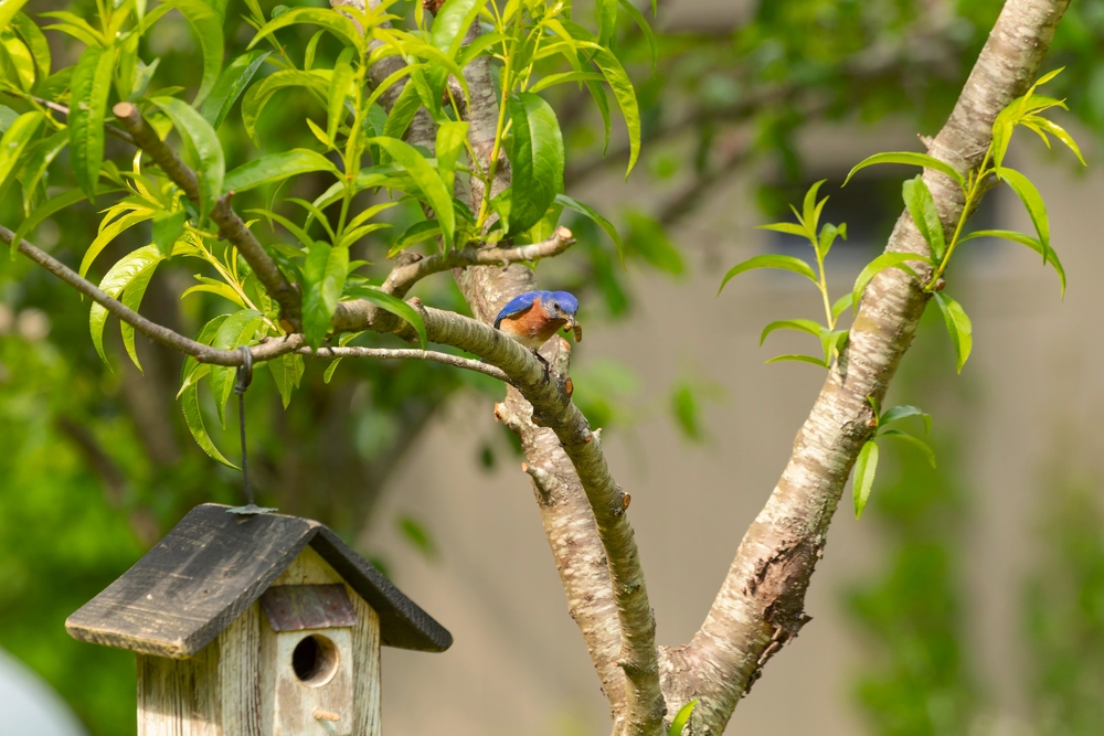 12 belles plantes qui amènent les oiseaux bleus affluer à votre jardin