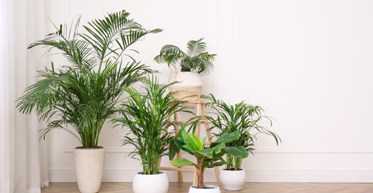 18 plantes superbes qui prospèrent dans les bureaux sans fenêtre