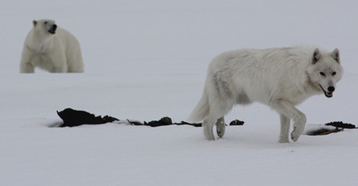 15 animaux arctiques rares et où les voir