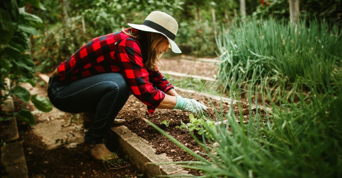 16 accords de légumes qui peuvent ruiner votre jardin