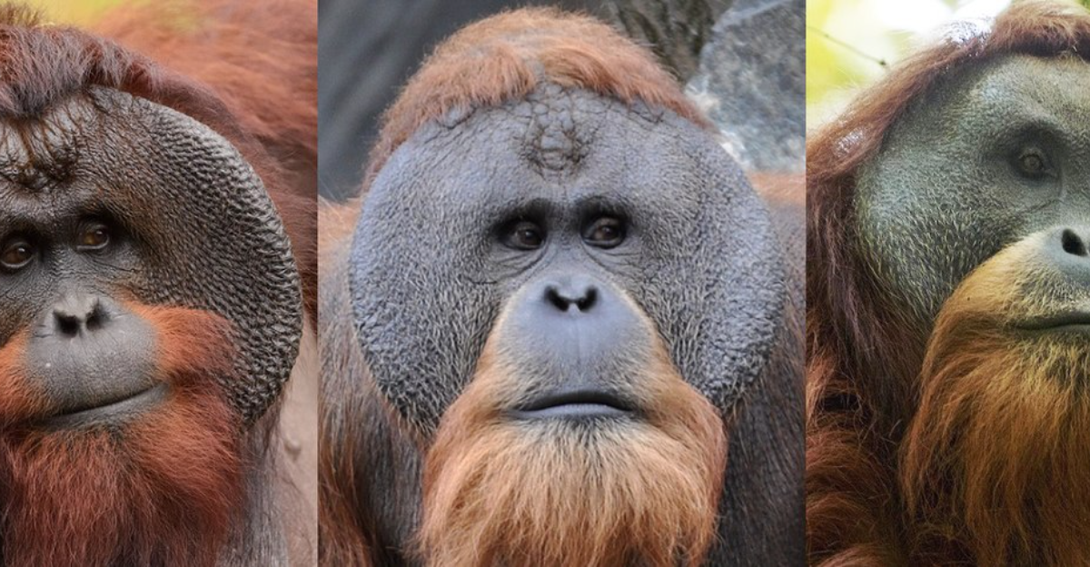 14 animaux rares qui vivent dans un seul pays