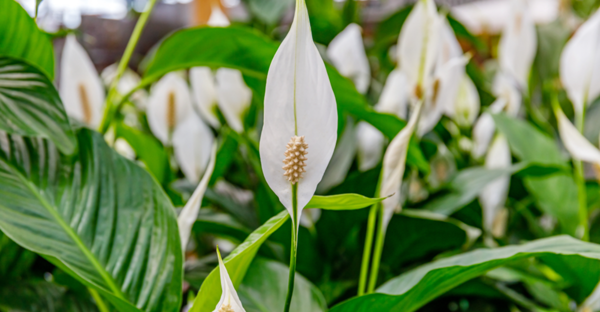 14 magnifiques variétés de lys de paix et comment les faire pousser