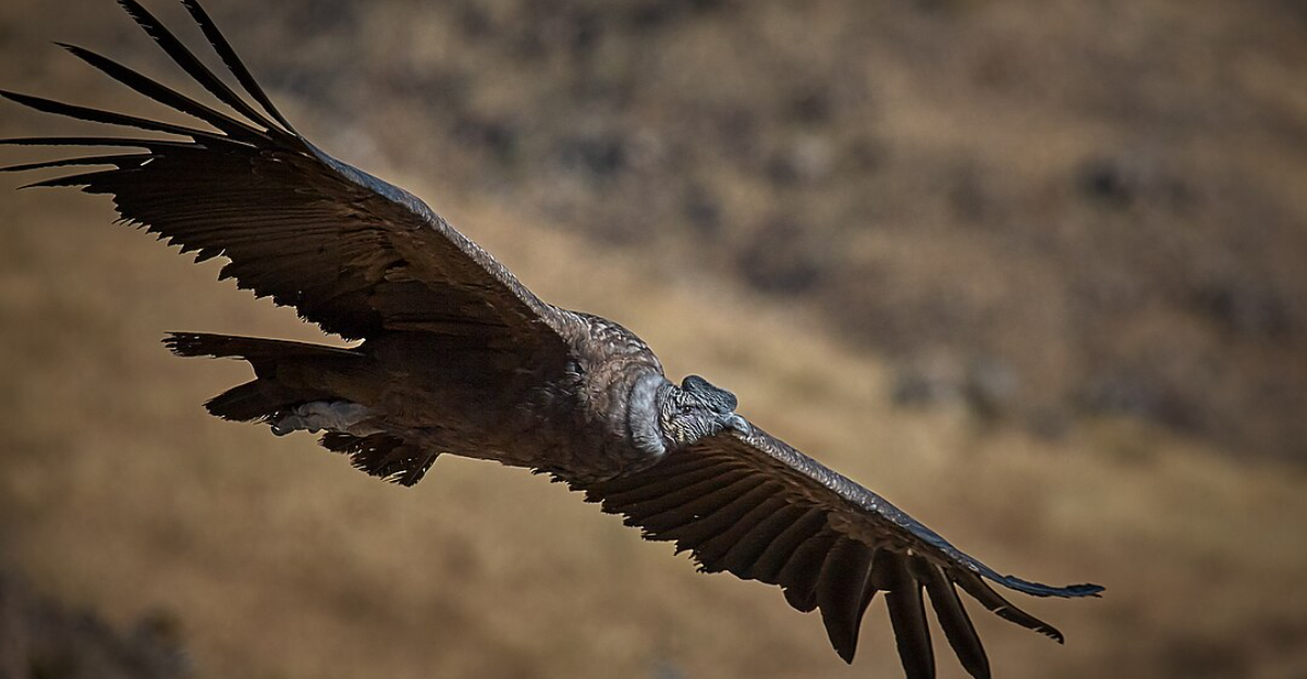 16 espèces d'oiseaux rares que chaque voyageur devrait repérer une fois dans sa vie