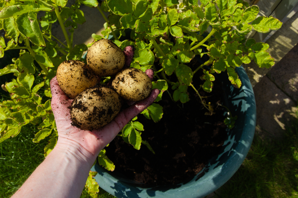 11 conseils faciles pour cultiver des pommes de terre dans les pots