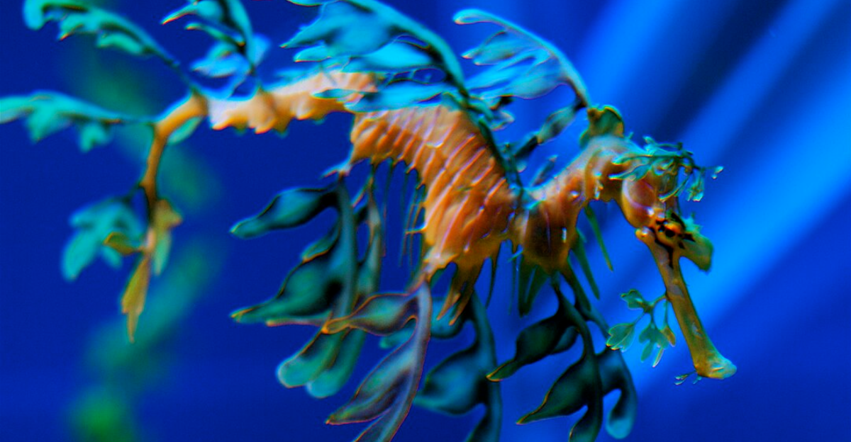 18 créatures marines rares que vous trouverez dans des destinations éloignées