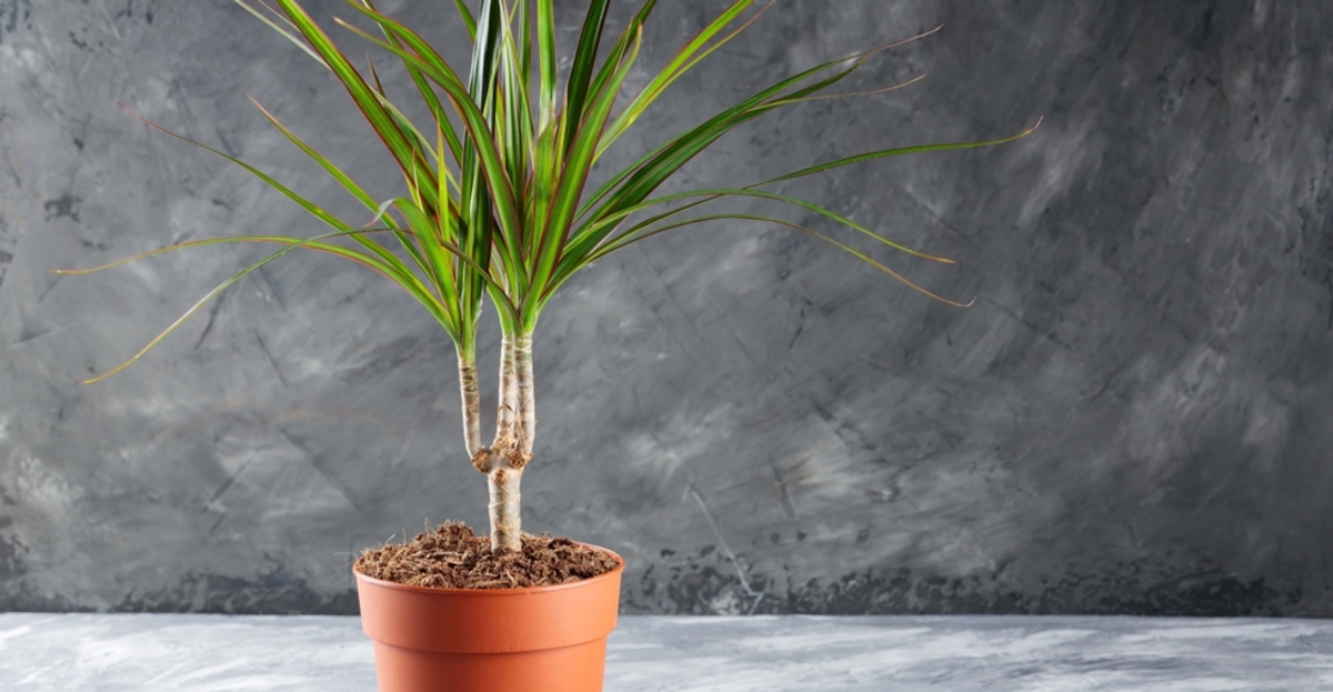 16 meilleures plantes pour les chambres sans fenêtres