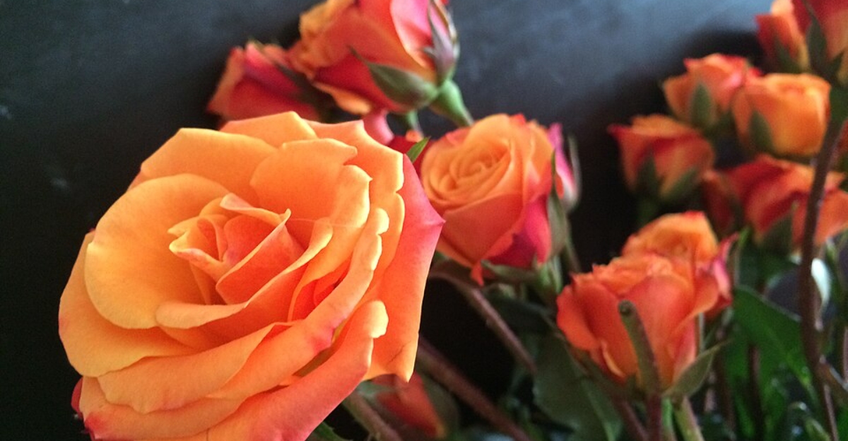 12 roses orange uniques pour égayer votre cour