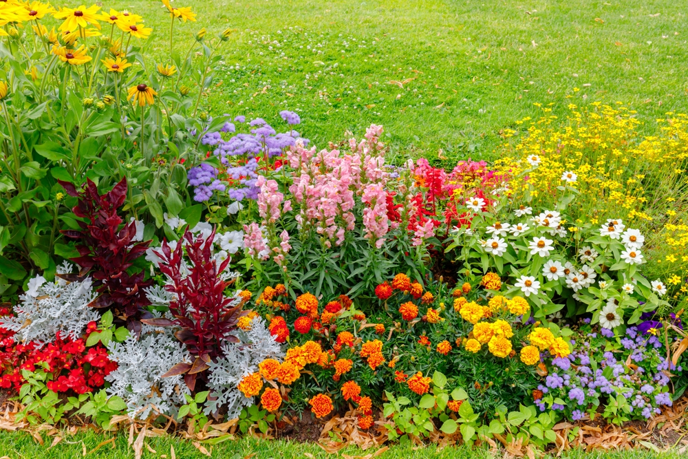 13 fleurs tolérantes à la chaleur parfaites pour les taches ensoleillées