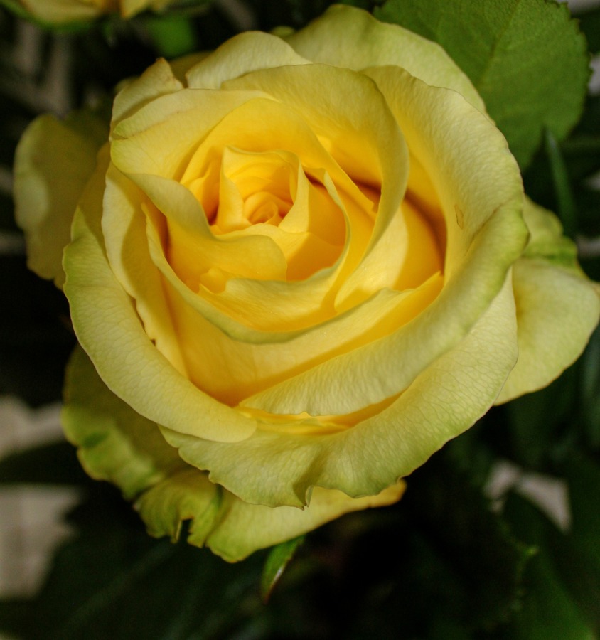 Rose de Saint-Patrick