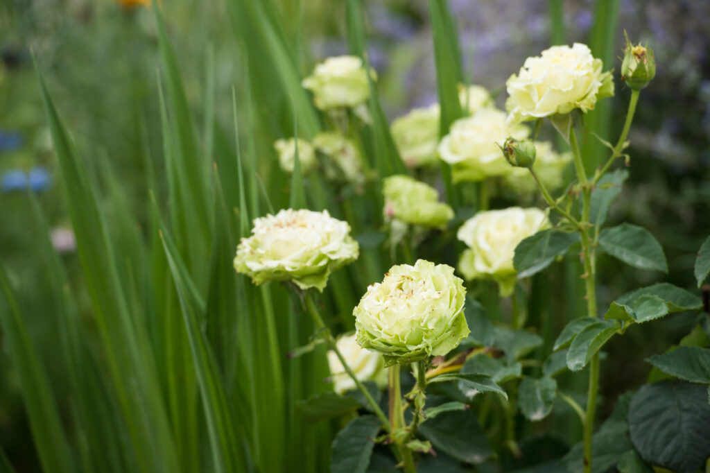 Rose super verte