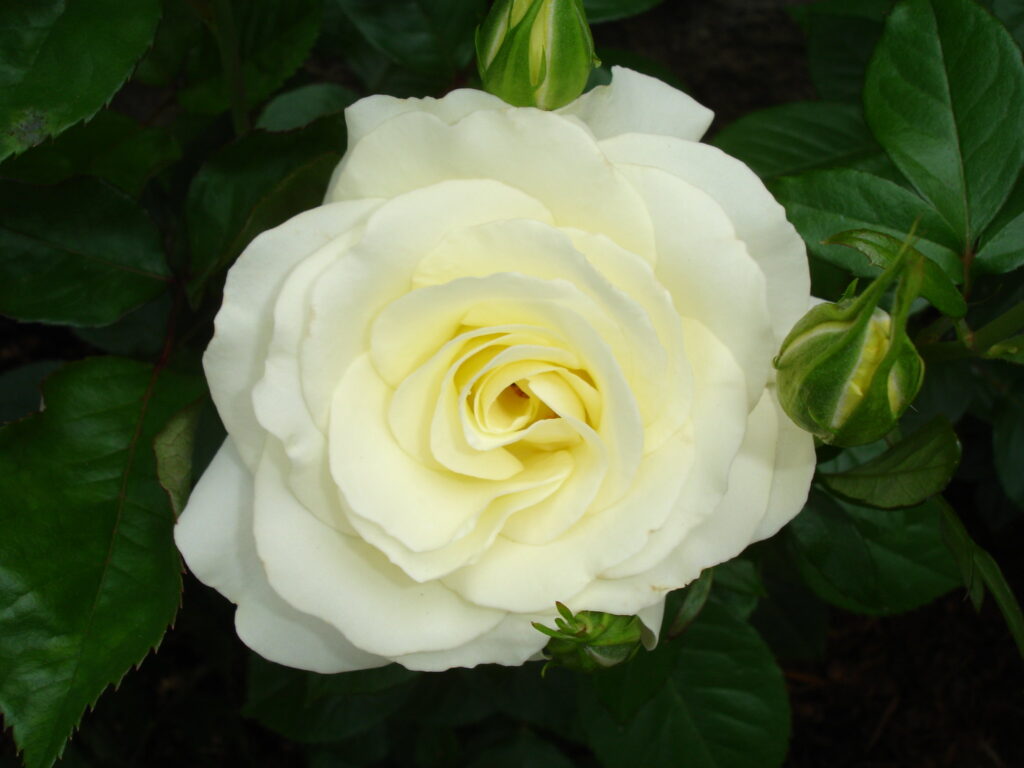 Rose des feux de la rampe