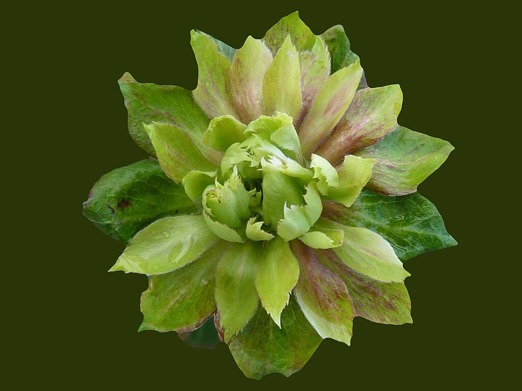 Viridiflora rose