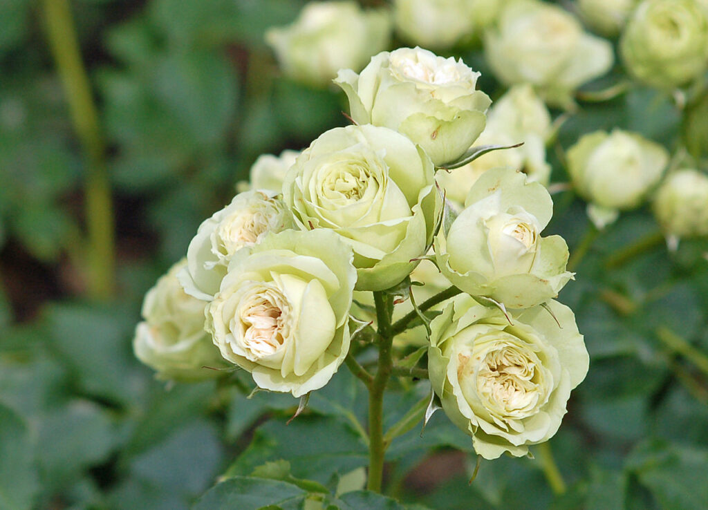 Belle rose verte