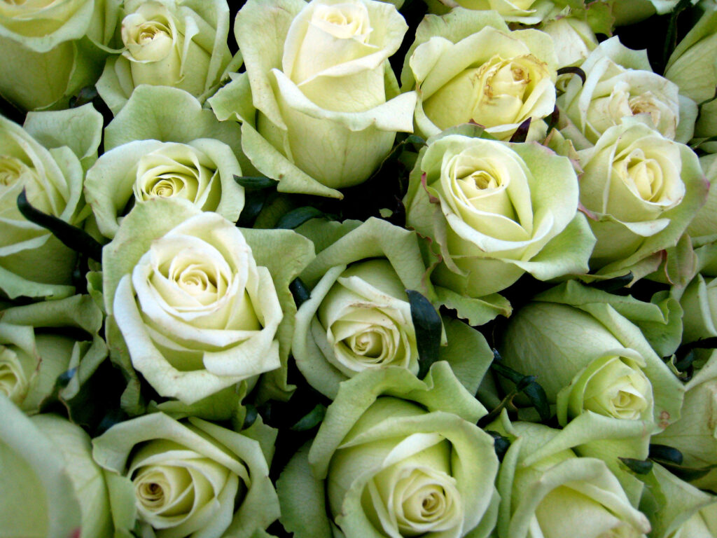 Rose de jade