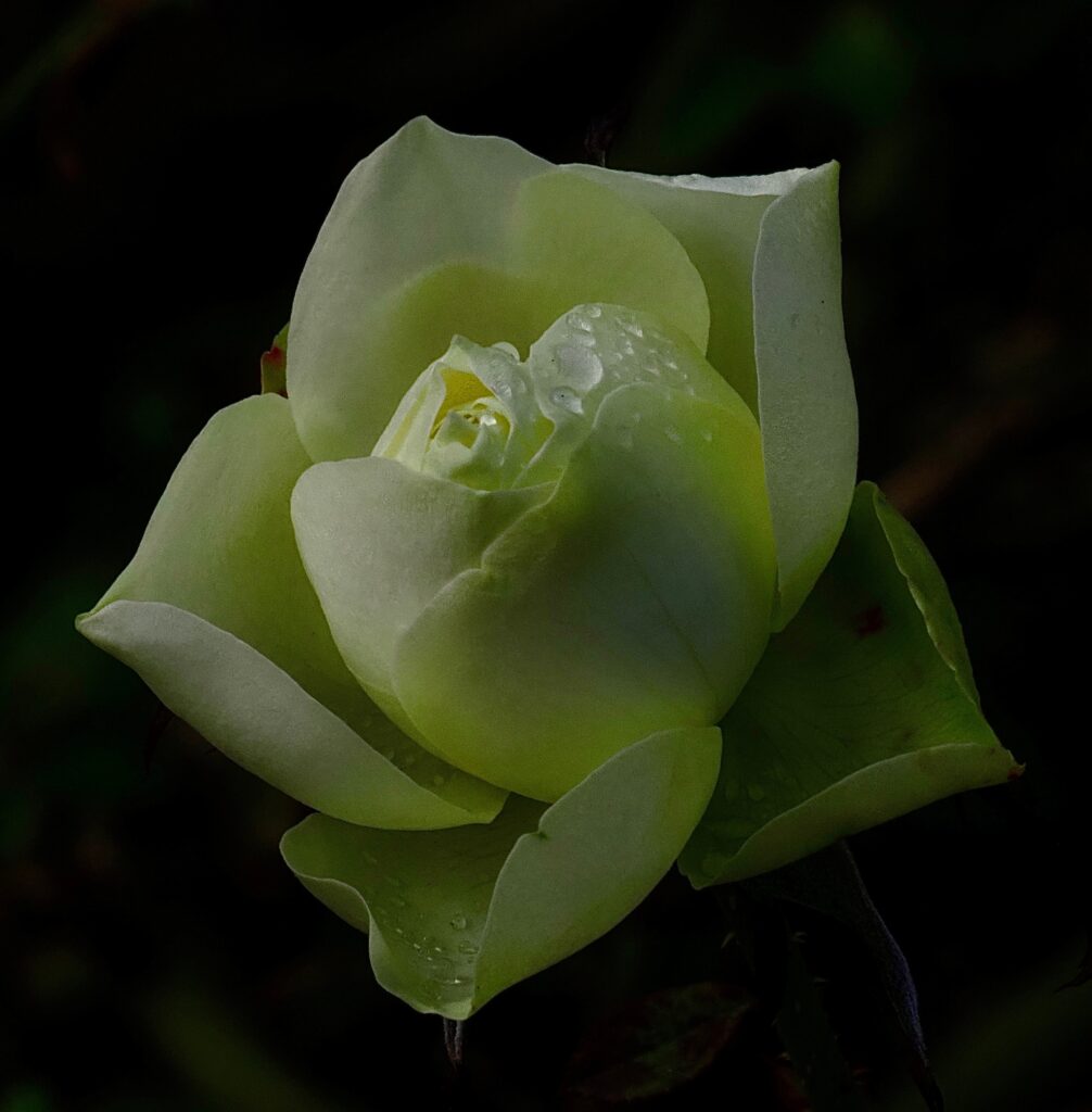 Rose de thé vert