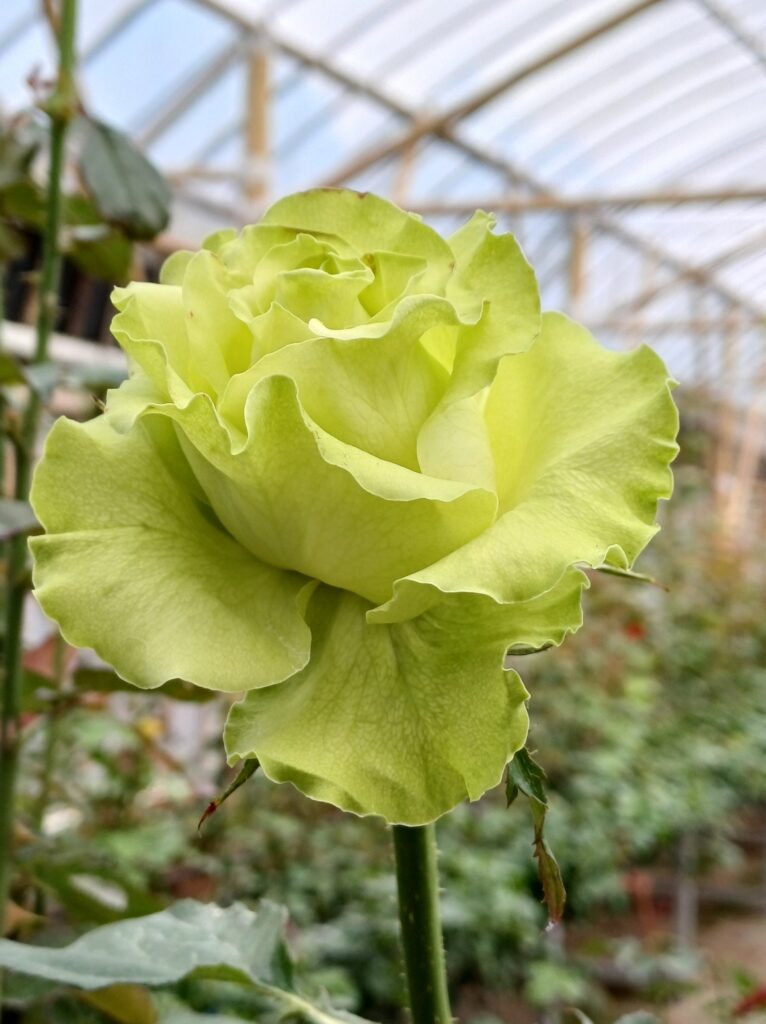 Rose de la planète verte