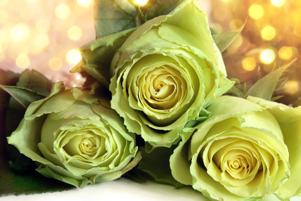 12 superbes roses vertes qui ajouteront une touche unique à votre jardin