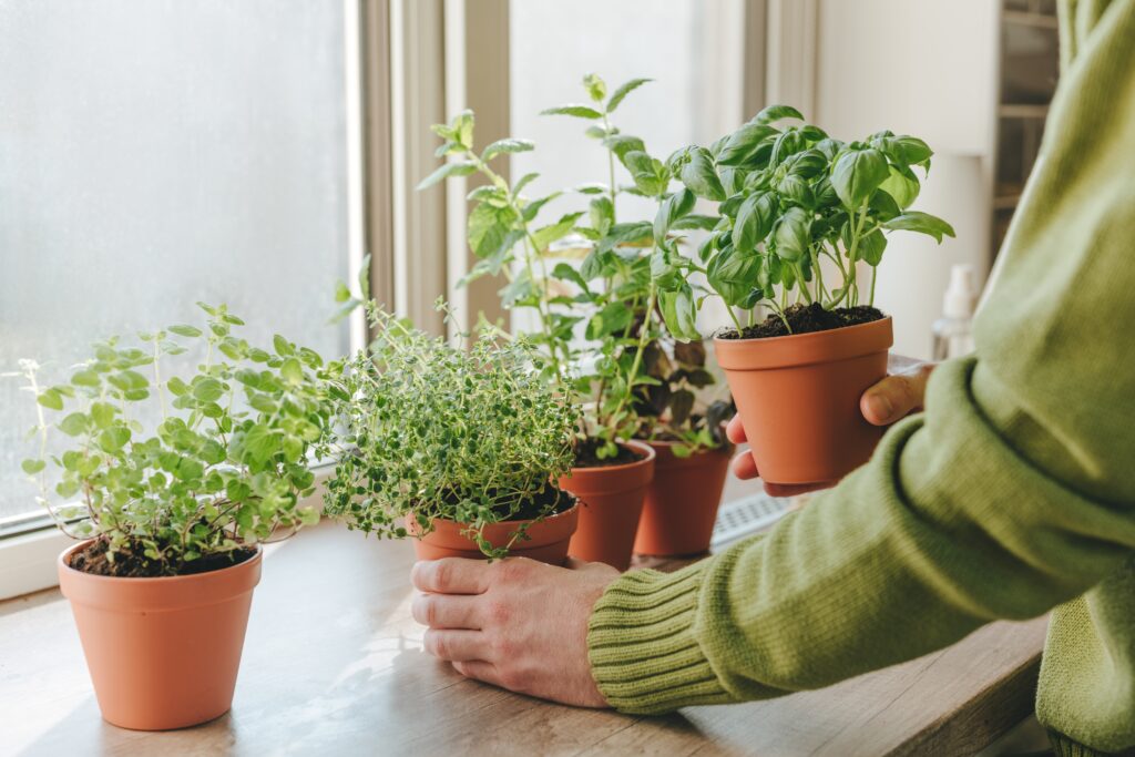 Pots d'herbes en rotation