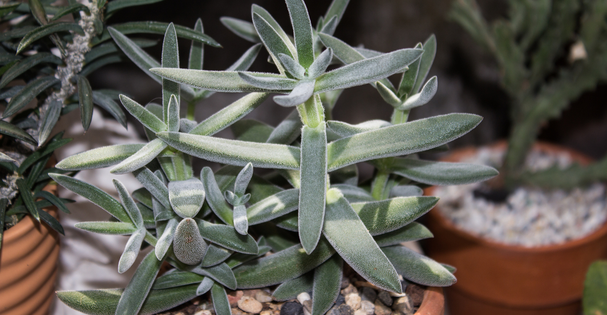 14 variétés succulentes hautes parfaites pour les espaces extérieurs