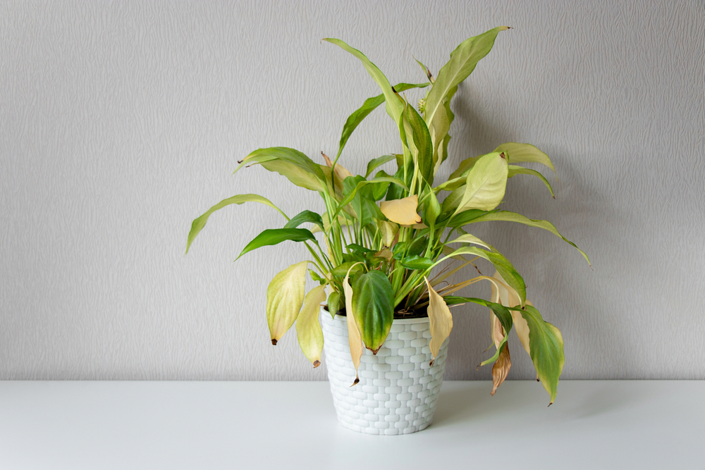 10 signes d'avertissement que vos plantes ont besoin d'un soleil supplémentaire