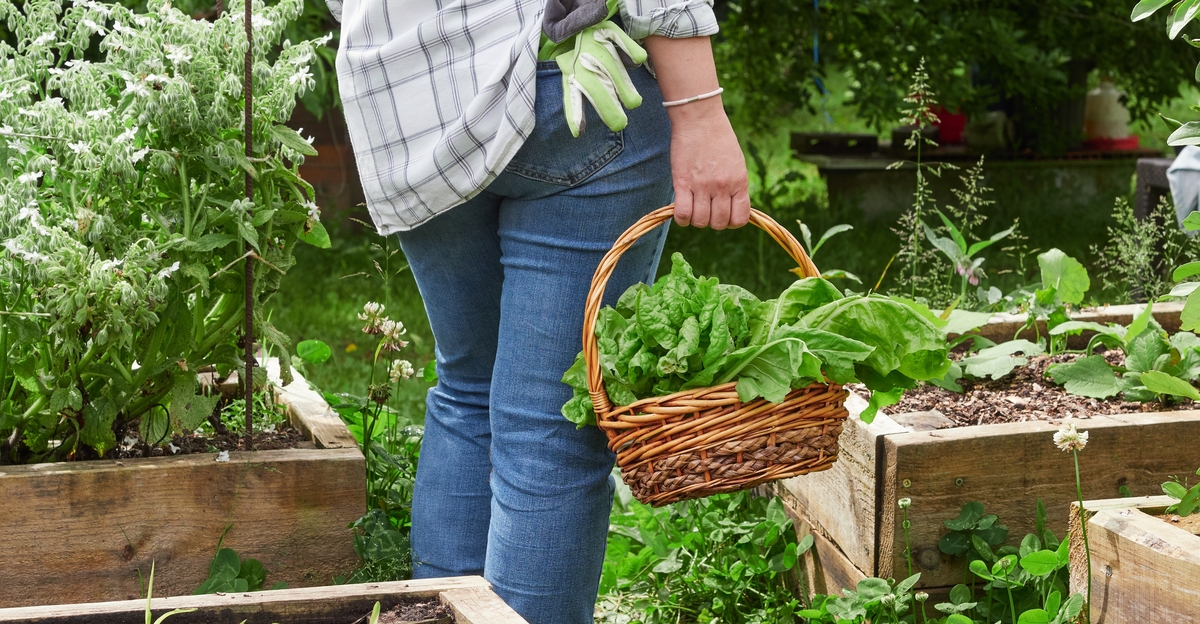 13 légumes à croissance rapide parfaits pour les jardiniers occupés