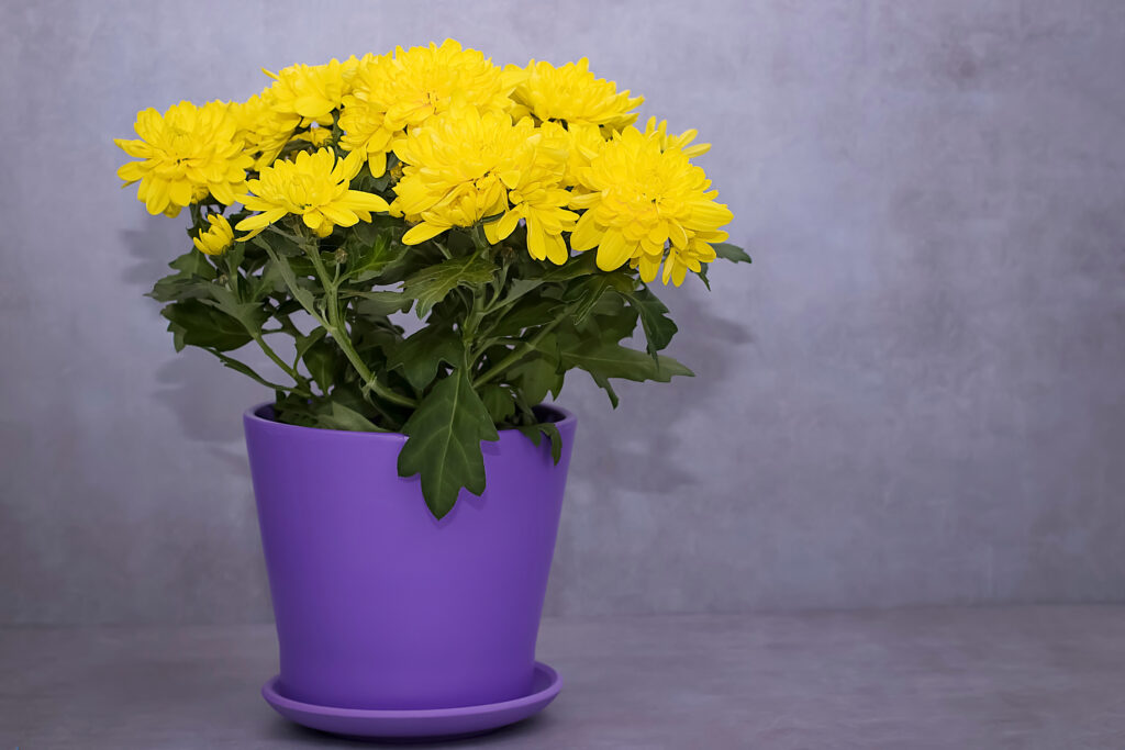 Chrysanthemum (variétés intérieures)