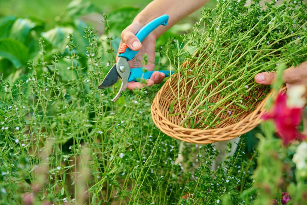 courir les herbes