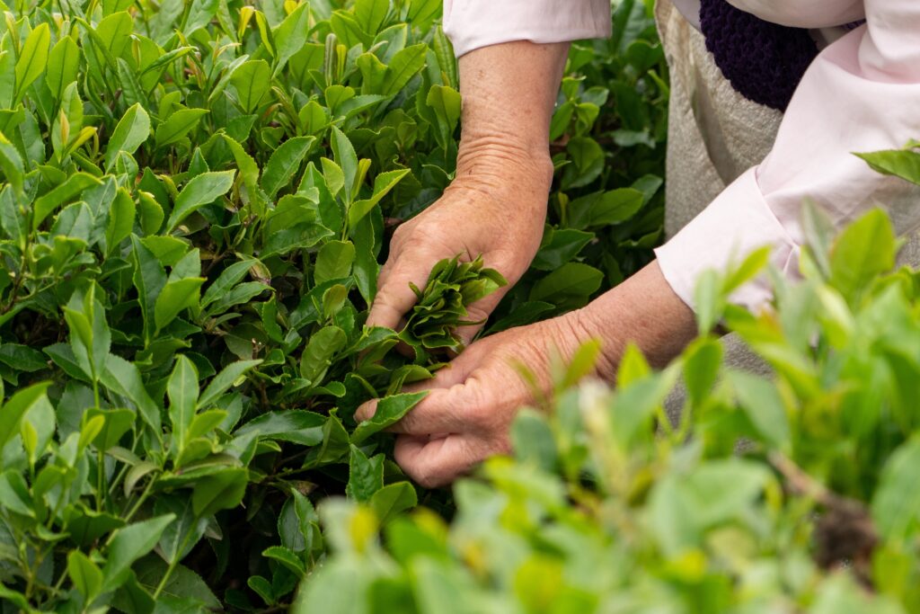 récolte des herbes
