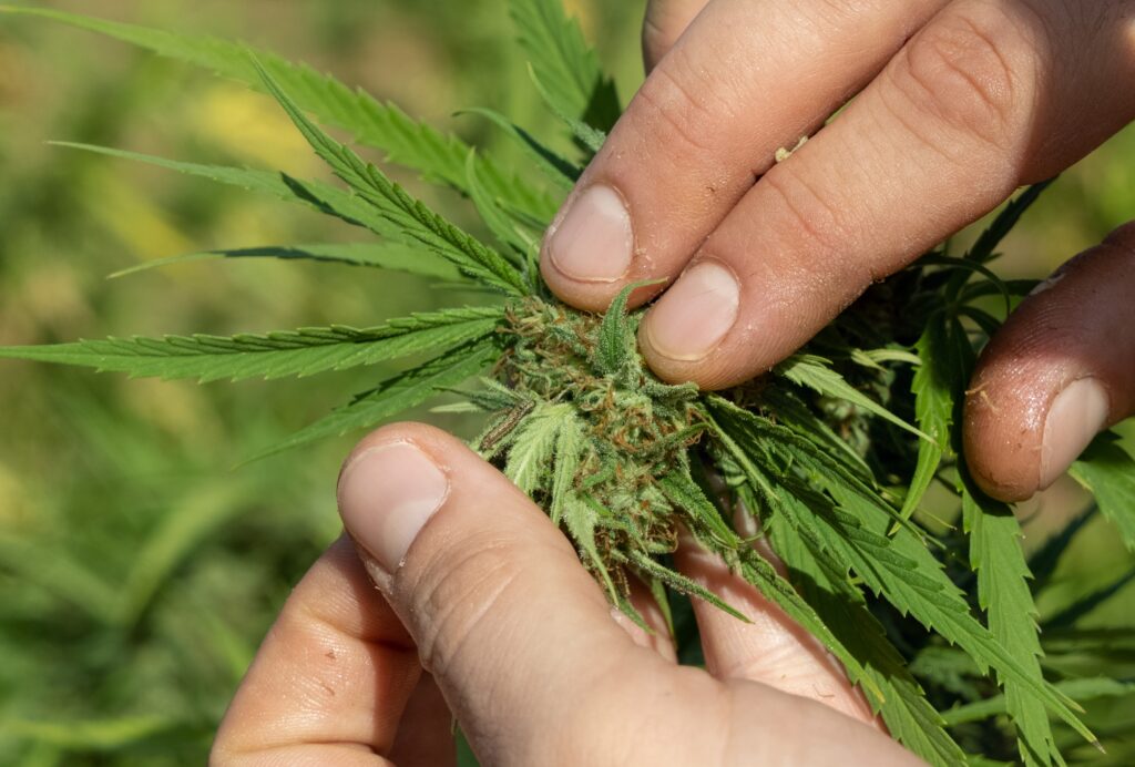 ravageurs sur les herbes