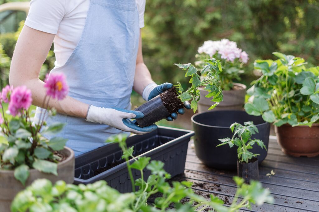 Transférer des herbes au jardin