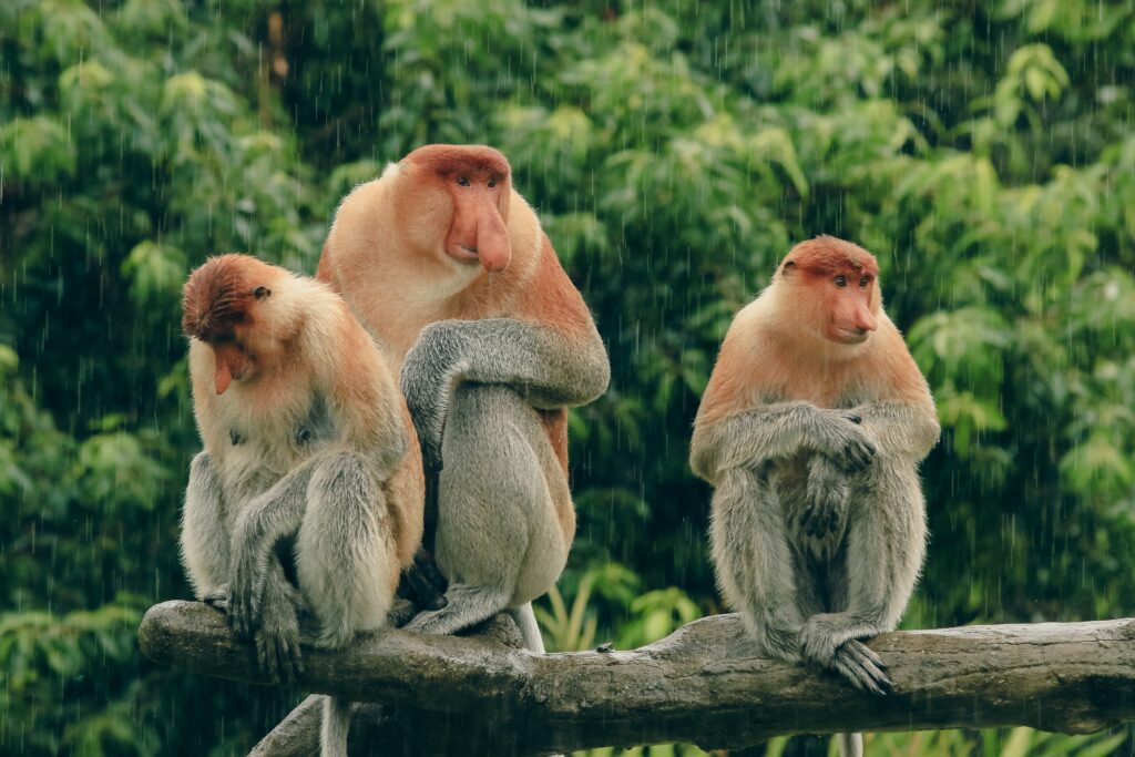20 créatures de forêt tropicale rares et les pays qu'ils appellent chez eux