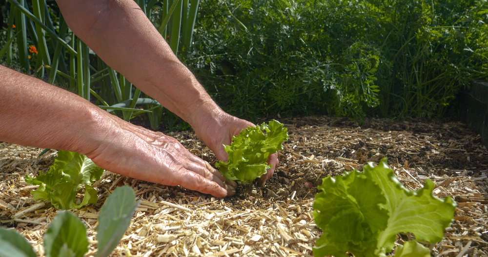 11 légumes et plantes parfaits pour la plantation d'août