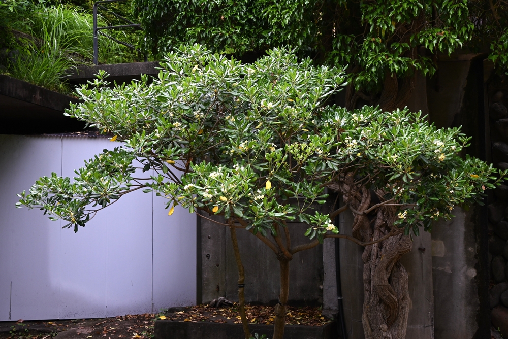 11 Arbustes à feuilles persistantes magnifiquement parfumées pour planter dans votre jardin