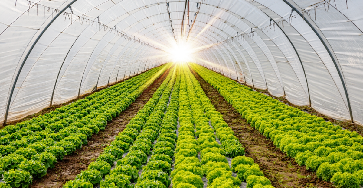 19 plants de serre simples qui n'importe qui peut cultiver