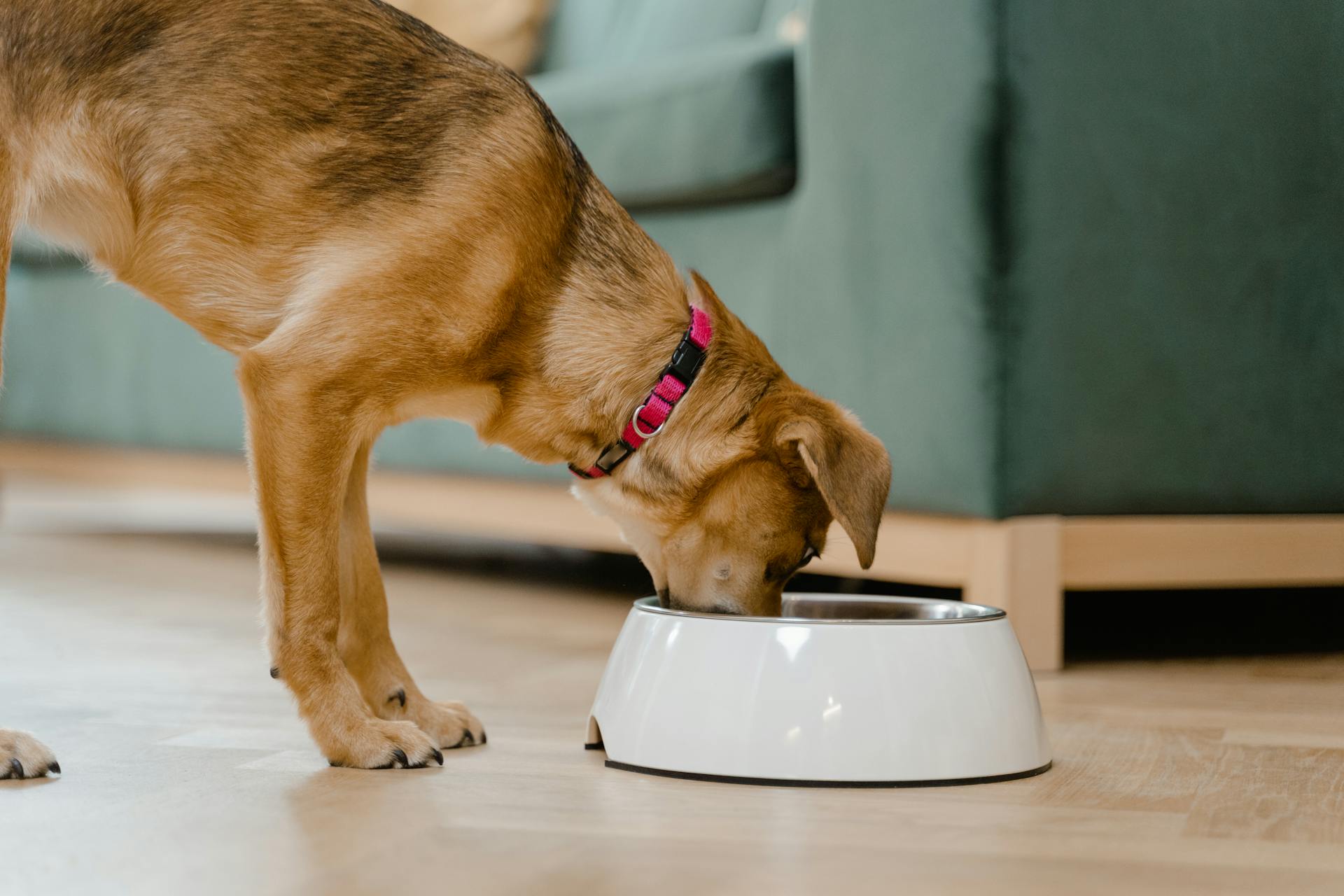 15 FICTORES VERTUNAIRES DE PRODUITS PET