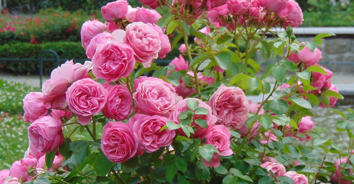 11 roses résilientes qui fleurissent pour quiconque