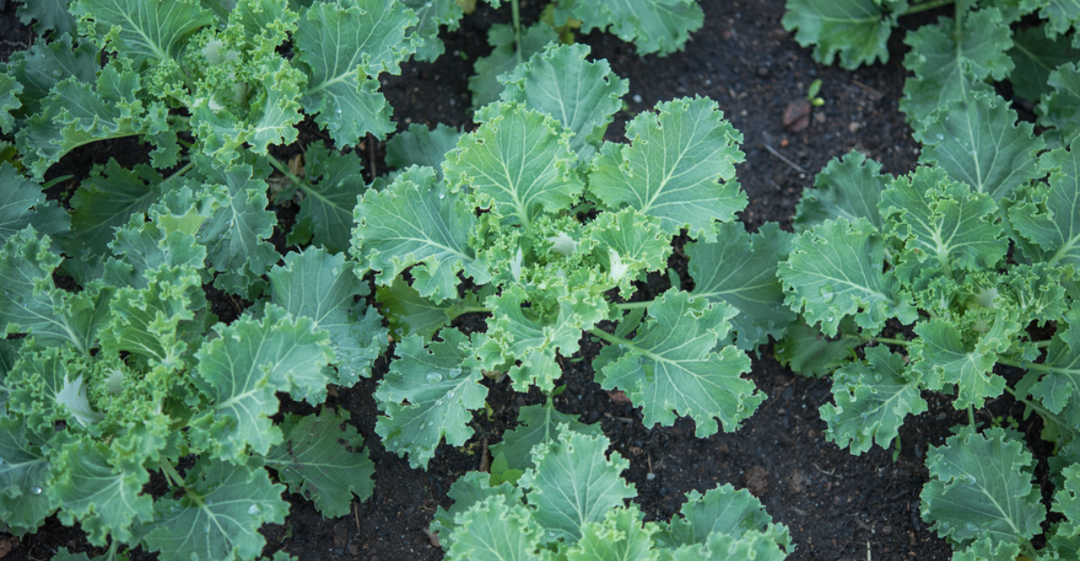 19 légumes à faible entretien que vous pouvez planter et oublier
