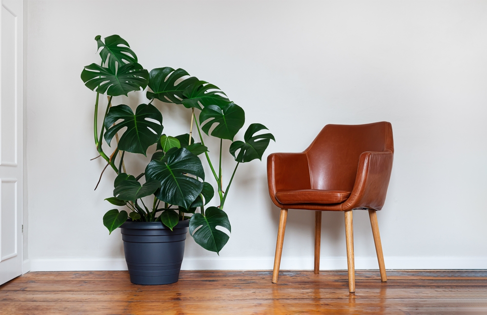 15 plantes adaptées aux animaux de compagnie parfaites pour les maisons avec des chats et des chiens