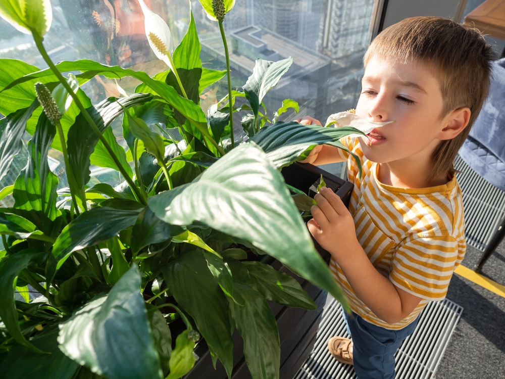 11 plantes intérieures populaires avec des dangers cachés