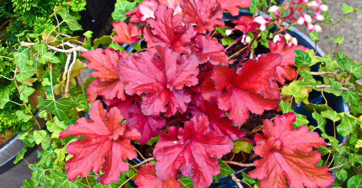 14 fleurs à faible croissance qui éclairent les petits jardins