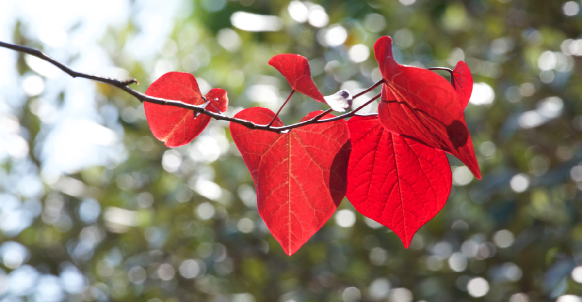 13 magnifiques arbres qui poussent des feuilles en forme de cœur